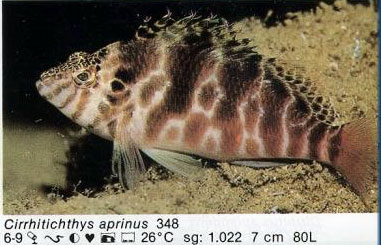 Cirrhitichthys aprinus